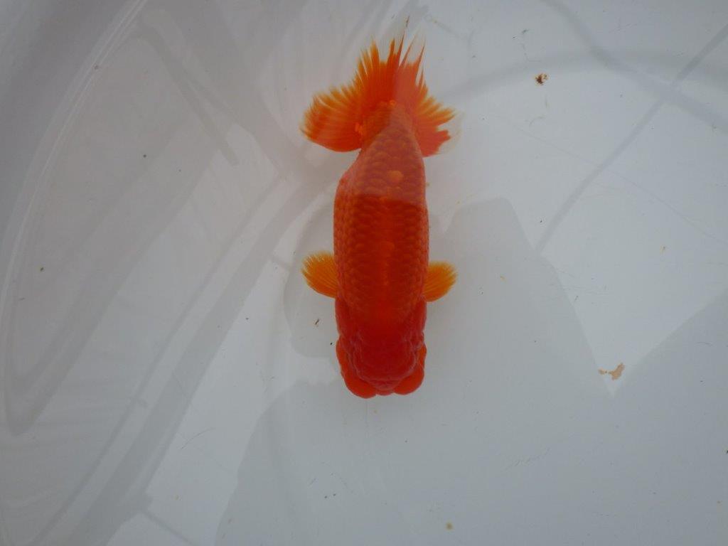 しっかりした雰囲気の明け二歳らんちゅう　 　約14,5ｃｍ　オス【管理魚】の上身