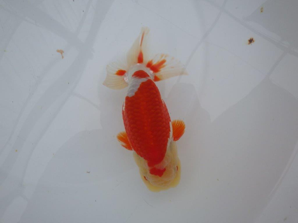 インパクトのある綺麗な更紗　明け二歳らんちゅう　 　約15,5ｃｍ　オス【管理魚】の上身