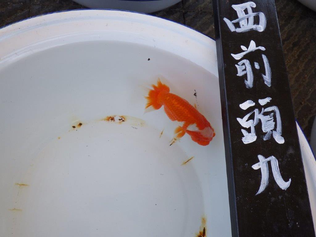 【三重 濱村氏】尾張優魚会 二歳会 西前頭九約14,5cmオス