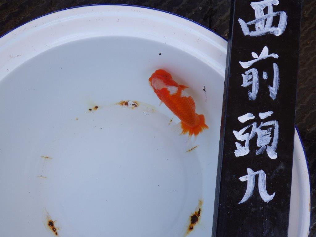 【三重 濱村氏】尾張優魚会 二歳会 西前頭九約14,5cmオス
