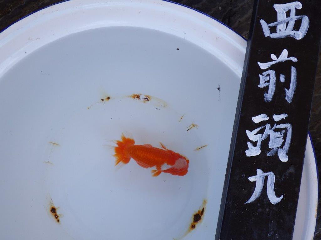 【三重 濱村氏】尾張優魚会 二歳会 西前頭九約14,5cmオス