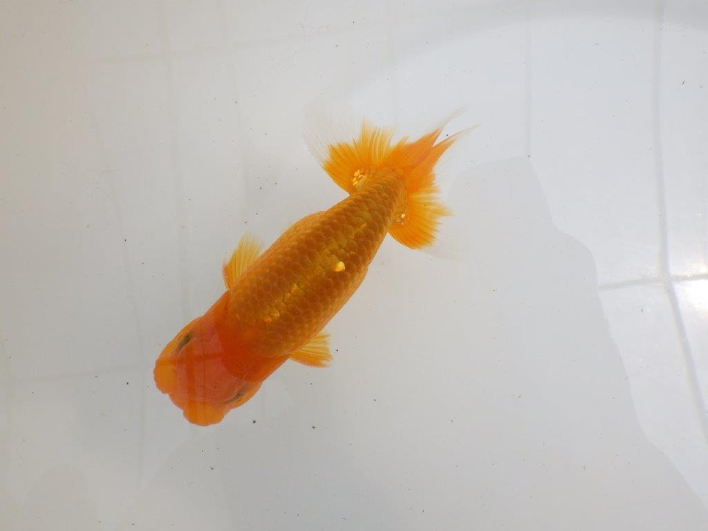 【全国大会西大関獲得ブリーダー 】フンタン＆背の綺麗な二歳らんちゅう約12㎝オスの上身