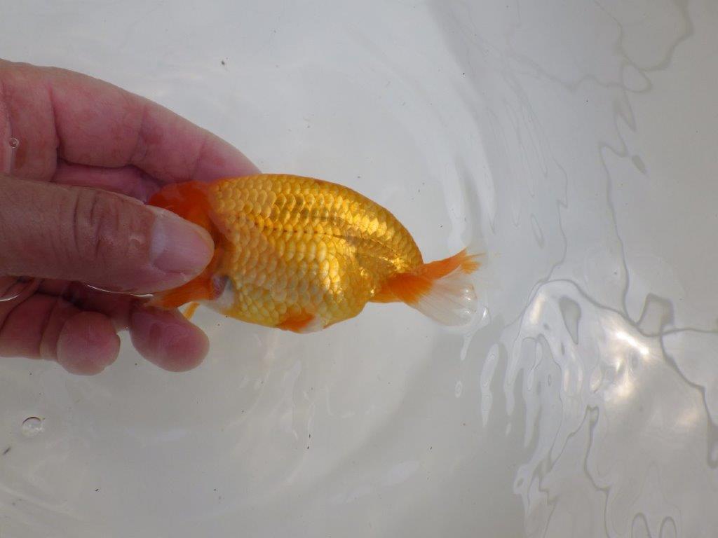 【全国大会西大関獲得ブリーダー 】フンタン&背の綺麗な二歳らんちゅう約12㎝オス