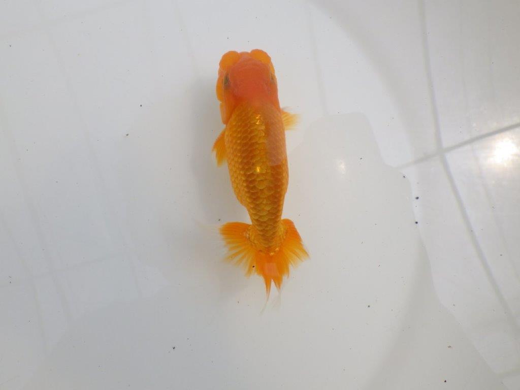 【全国大会西大関獲得ブリーダー 】フンタン&背の綺麗な二歳らんちゅう約12㎝オス