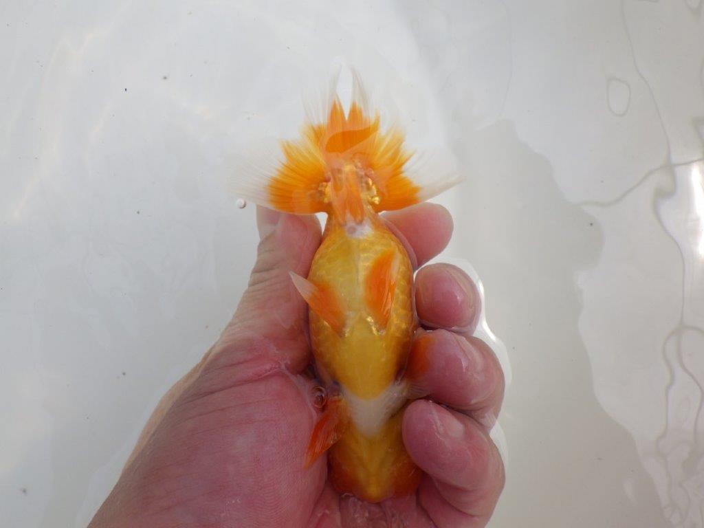 【全国大会西大関獲得ブリーダー 】フンタン&背の綺麗な二歳らんちゅう約12㎝オス