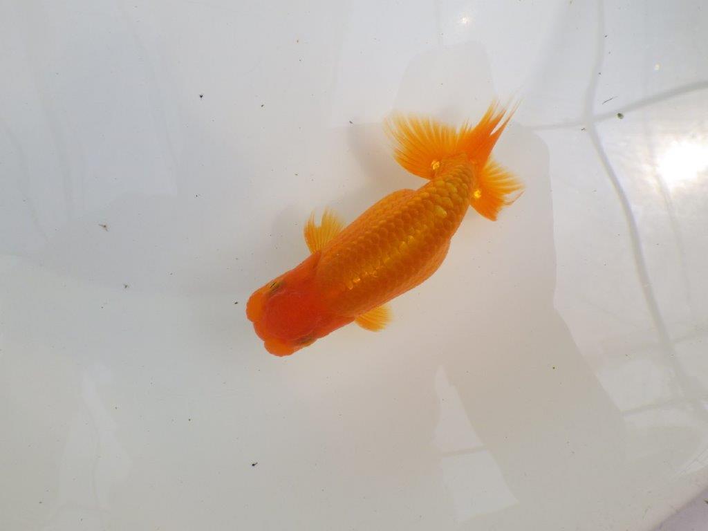 【全国大会西大関獲得ブリーダー 】尾型&背の綺麗な二歳らんちゅう約13㎝オス