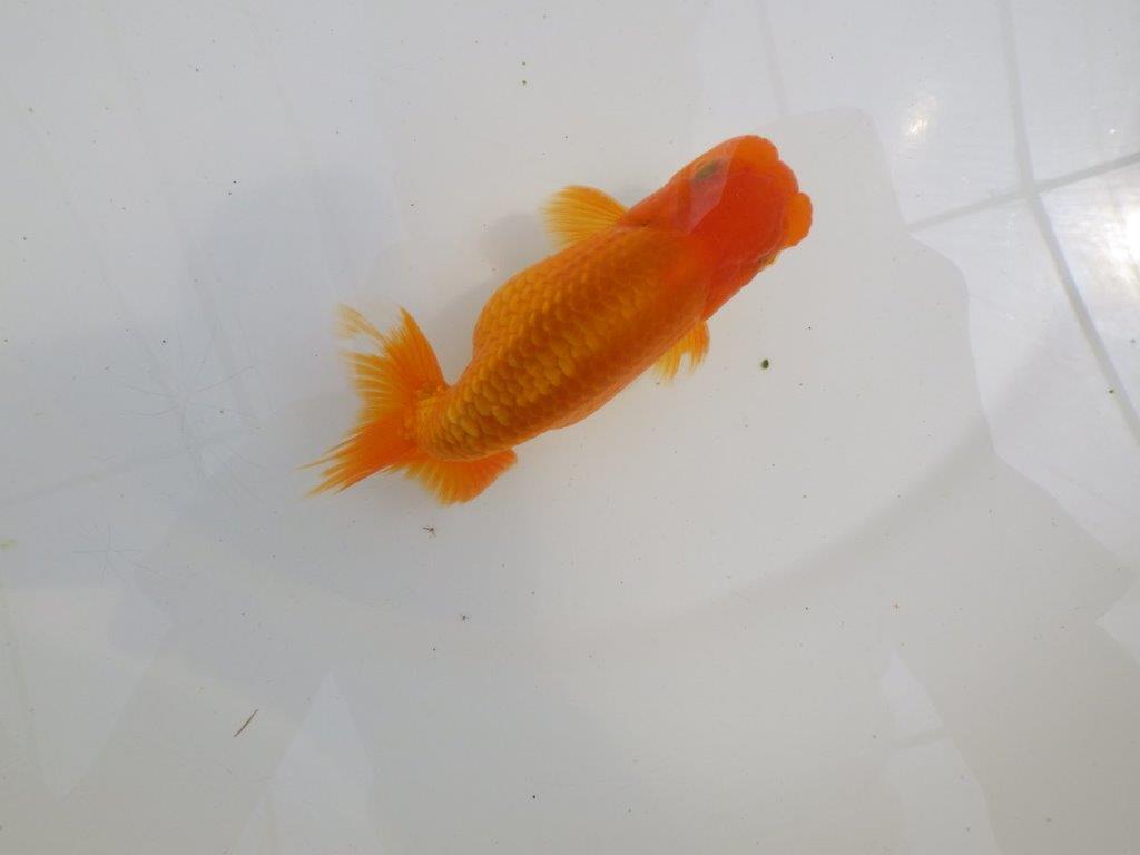【全国大会西大関獲得ブリーダー 】尾型&背の綺麗な二歳らんちゅう約13㎝オス