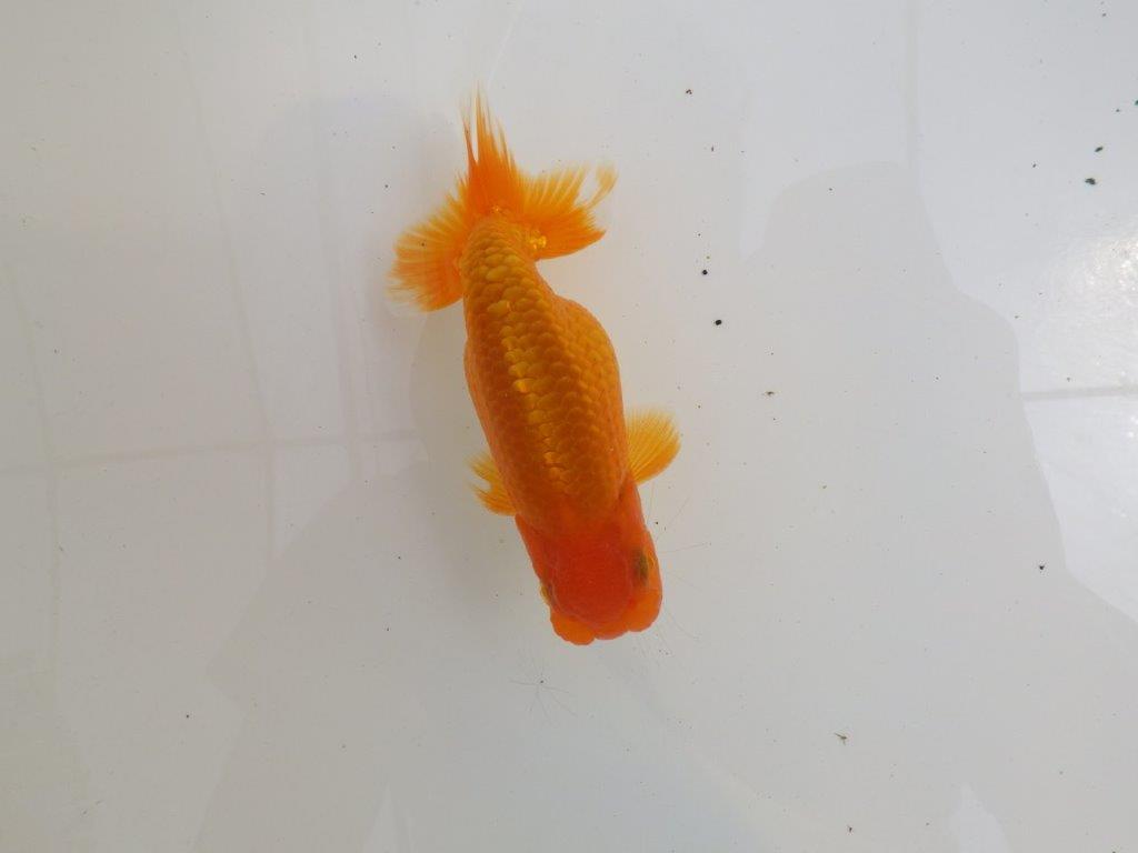 【全国大会西大関獲得ブリーダー 】尾型&背の綺麗な二歳らんちゅう約13㎝オス