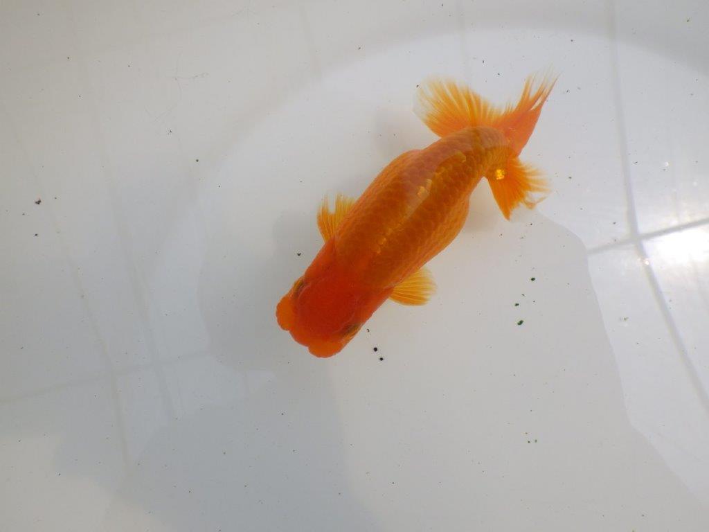 【全国大会西大関獲得ブリーダー 】尾型&背の綺麗な二歳らんちゅう約13㎝オス
