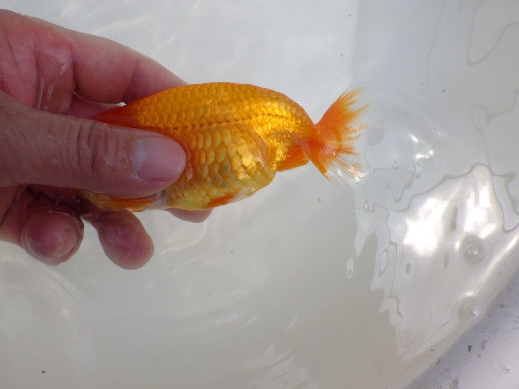 【全国大会西大関獲得ブリーダー 】尾型&背の綺麗な二歳らんちゅう約13㎝オス