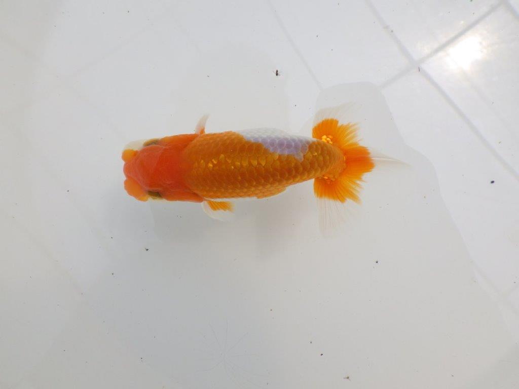 【全国大会西大関獲得ブリーダー 】今後さらに良くなる！？二歳らんちゅう約12㎝オス