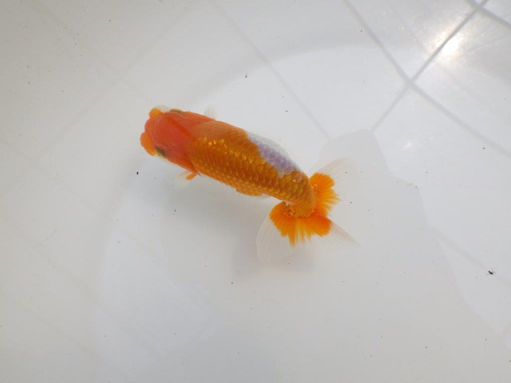 【全国大会西大関獲得ブリーダー 】今後さらに良くなる！？二歳らんちゅう約12㎝オス