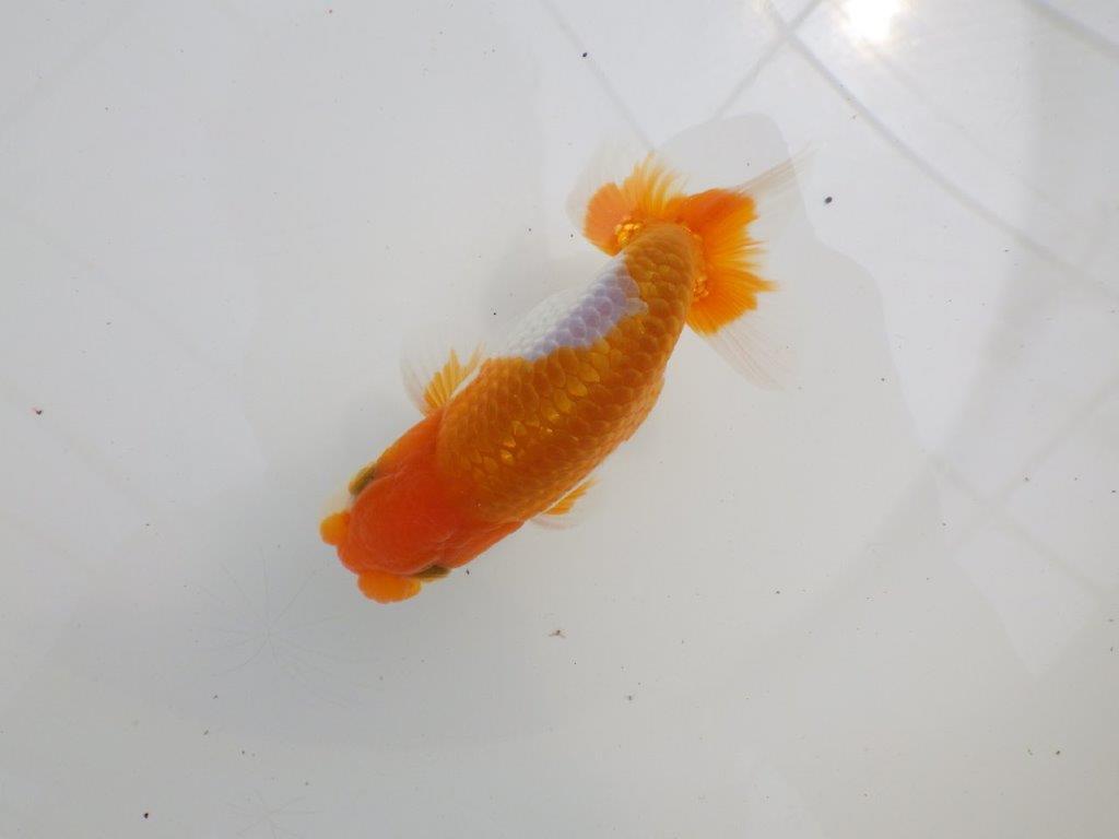 【全国大会西大関獲得ブリーダー 】今後さらに良くなる！？二歳らんちゅう約12㎝オス