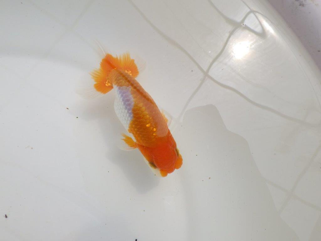 【全国大会西大関獲得ブリーダー 】今後さらに良くなる！？二歳らんちゅう約12㎝オス