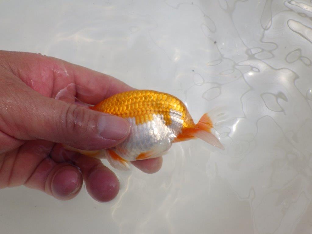 【全国大会西大関獲得ブリーダー 】今後さらに良くなる！？二歳らんちゅう約12㎝オス