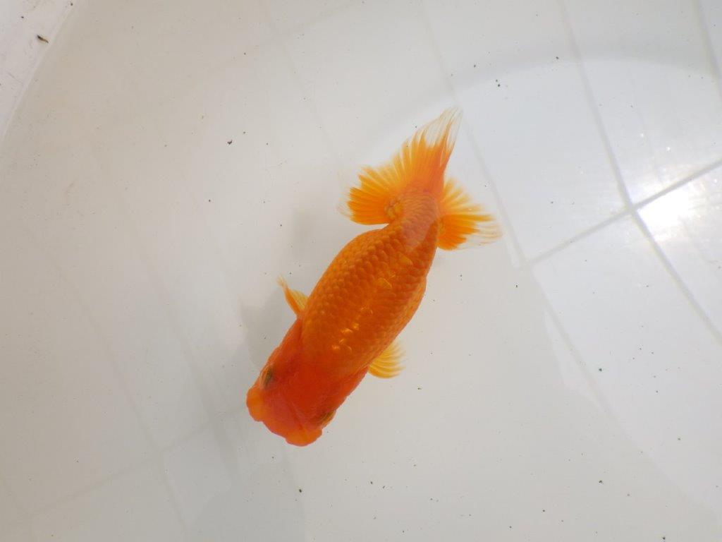 【全国大会西大関獲得ブリーダー 】サイズが伸びれば品評大会!?二歳らんちゅう約13㎝オス