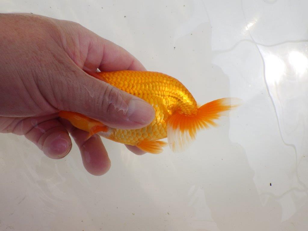 【全国大会西大関獲得ブリーダー 】サイズが伸びれば品評大会!?二歳らんちゅう約13㎝オス