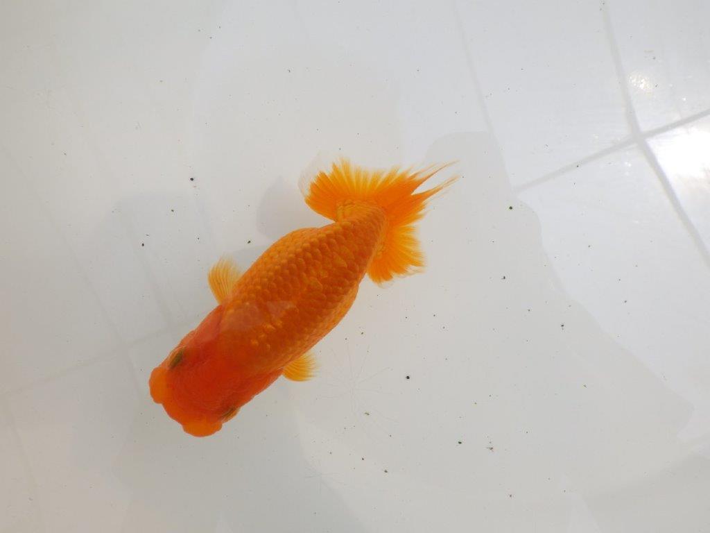 【全国大会西大関獲得ブリーダー 】サイズが伸びれば品評大会!?二歳らんちゅう約13㎝オス