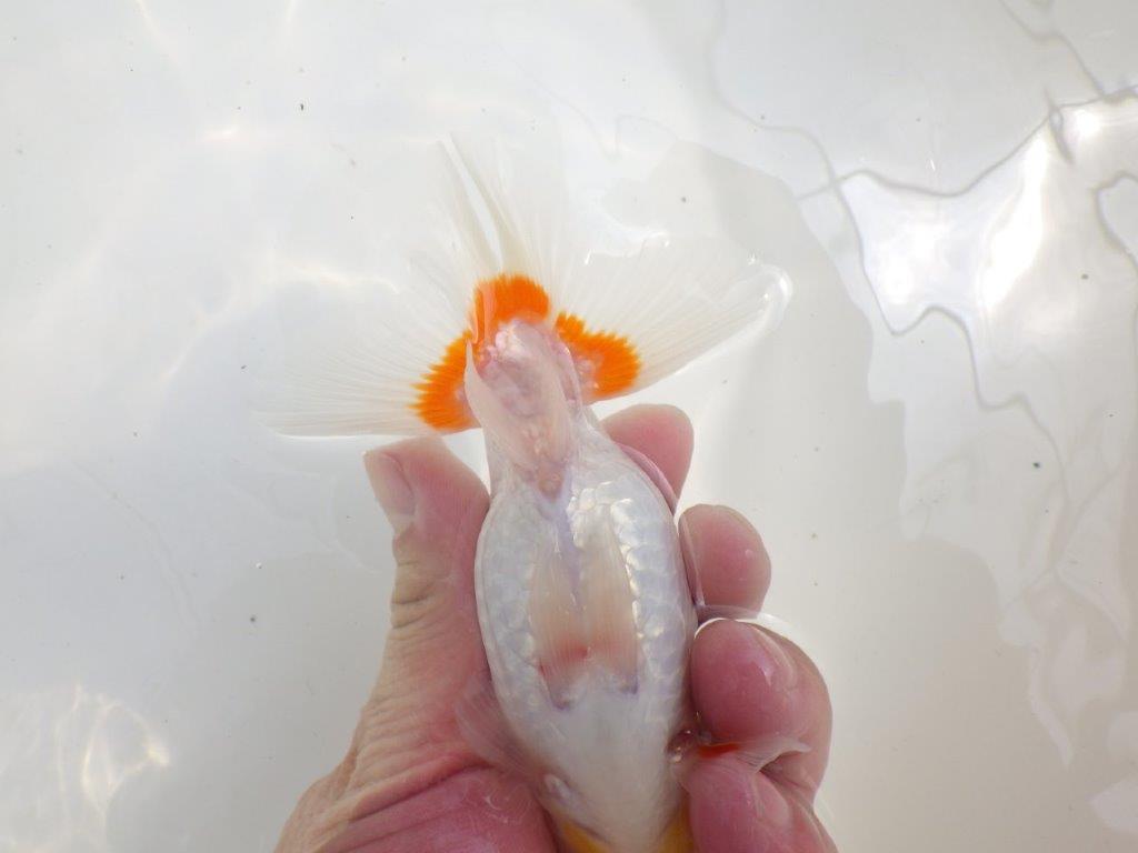 【全国大会西大関獲得ブリーダー】バランスが良い二歳らんちゅう約13,5㎝メス？