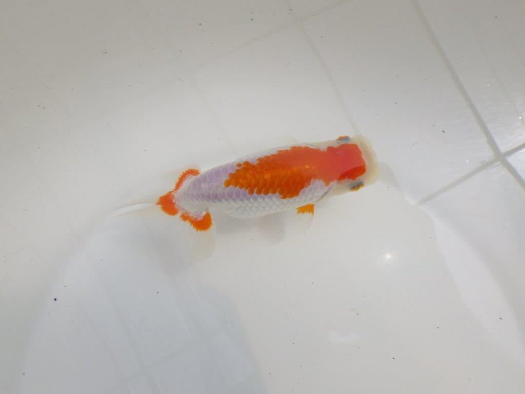 【全国大会西大関獲得ブリーダー】バランスが良い二歳らんちゅう約13,5㎝メス？