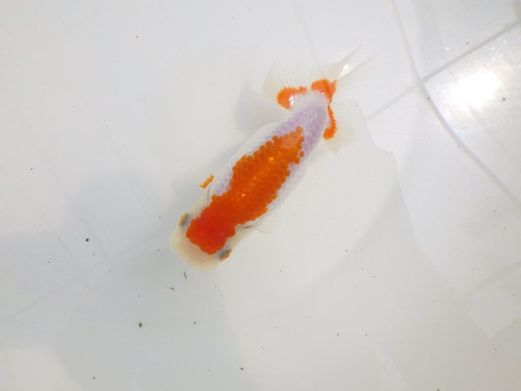 【全国大会西大関獲得ブリーダー】バランスが良い二歳らんちゅう約13,5㎝メス？
