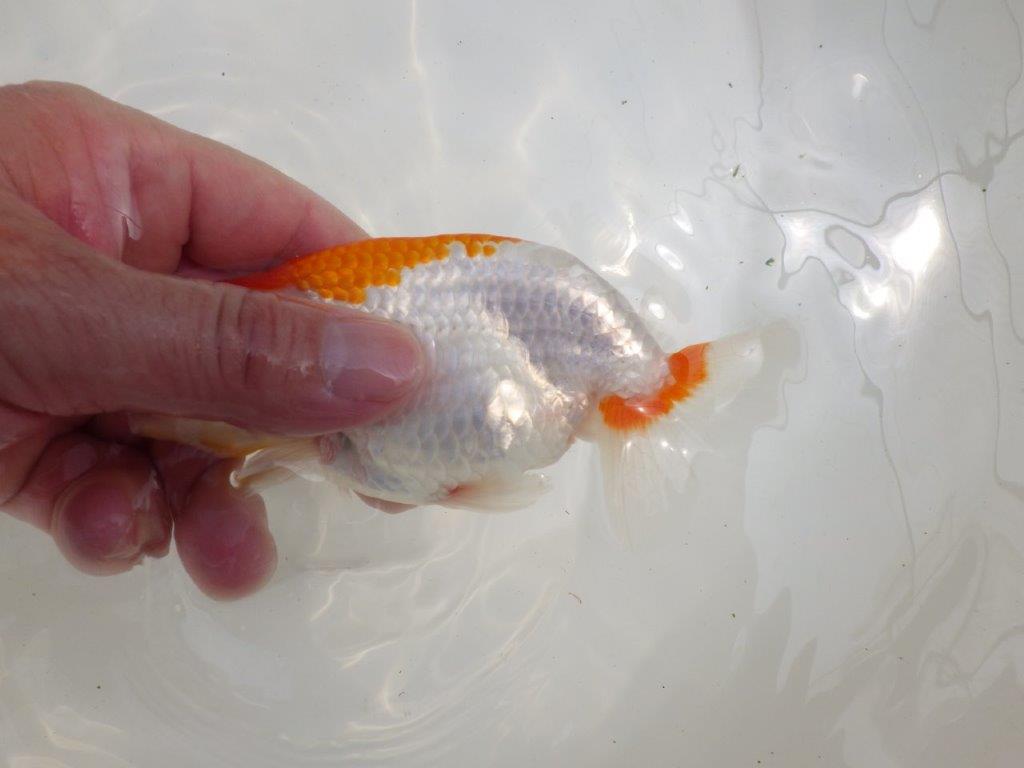 【全国大会西大関獲得ブリーダー】バランスが良い二歳らんちゅう約13,5㎝メス？