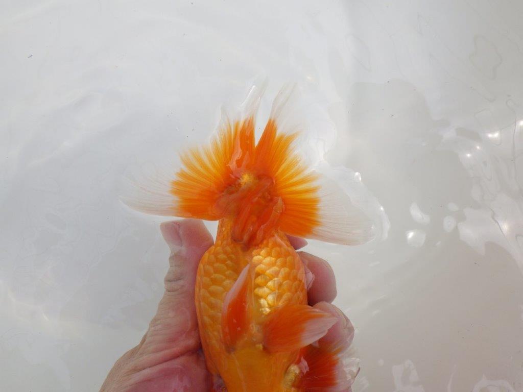 【全国大会西大関獲得ブリーダー 】背が綺麗で迫力ある姿が楽しめる二歳らんちゅう約15㎝オス