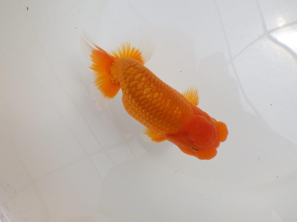 【全国大会西大関獲得ブリーダー 】背が綺麗で迫力ある姿が楽しめる二歳らんちゅう約15㎝オス