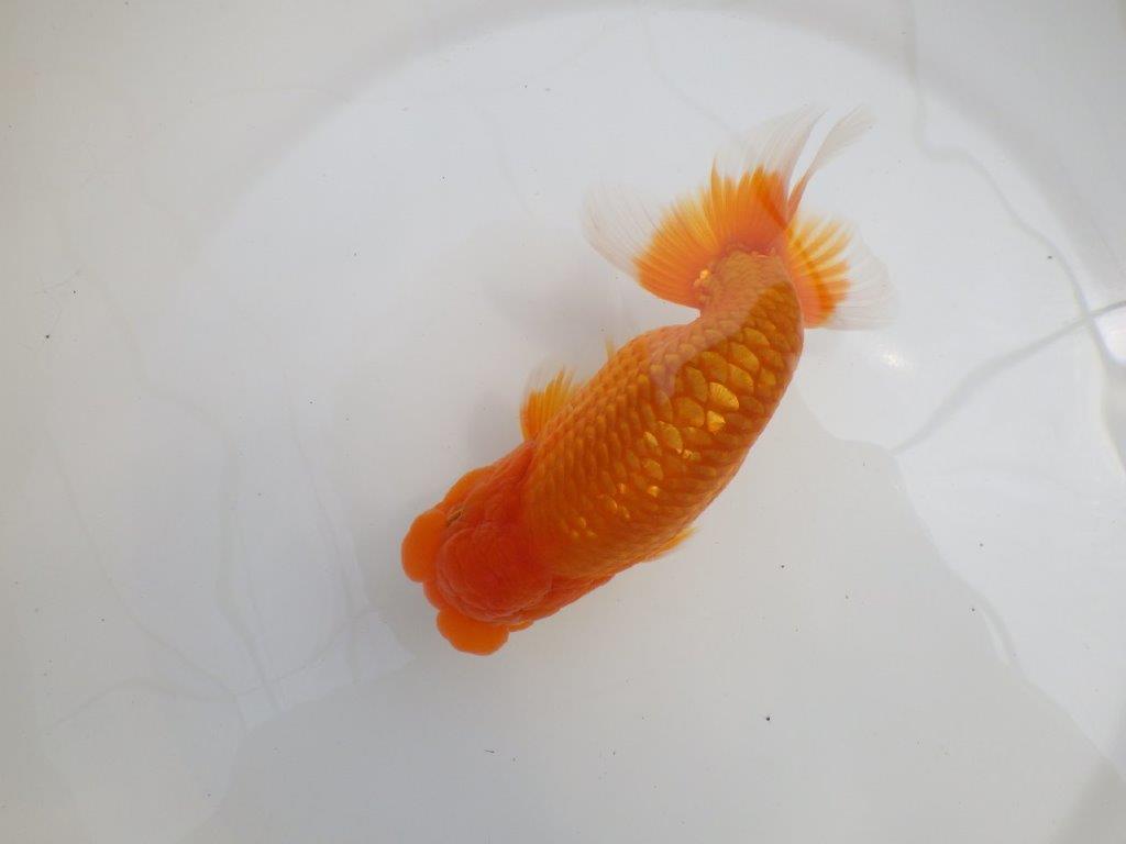 【全国大会西大関獲得ブリーダー 】背が綺麗で迫力ある姿が楽しめる二歳らんちゅう約15㎝オス
