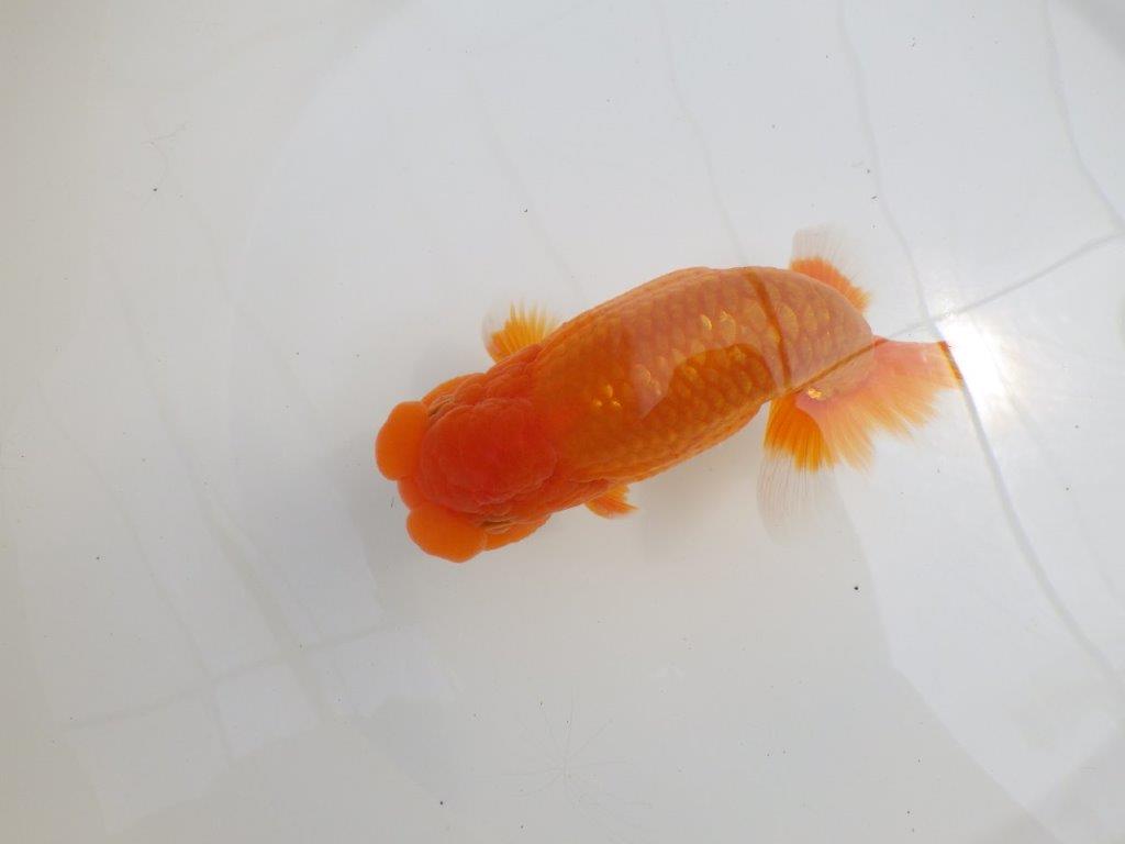 【全国大会西大関獲得ブリーダー 】背が綺麗で迫力ある姿が楽しめる二歳らんちゅう約15㎝オス