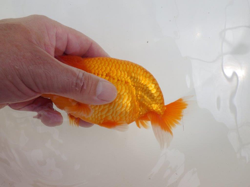 【全国大会西大関獲得ブリーダー 】背が綺麗で迫力ある姿が楽しめる二歳らんちゅう約15㎝オス