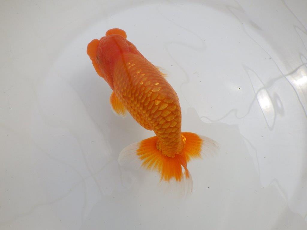 【全国大会西大関獲得ブリーダー 】背が綺麗で迫力ある姿が楽しめる二歳らんちゅう約15㎝オス