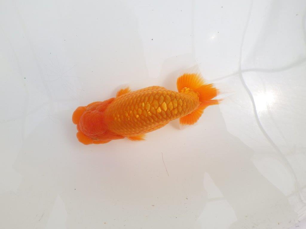 【全国大会西大関獲得ブリーダー 】背が綺麗で迫力ある姿が楽しめる二歳らんちゅう約15㎝オス