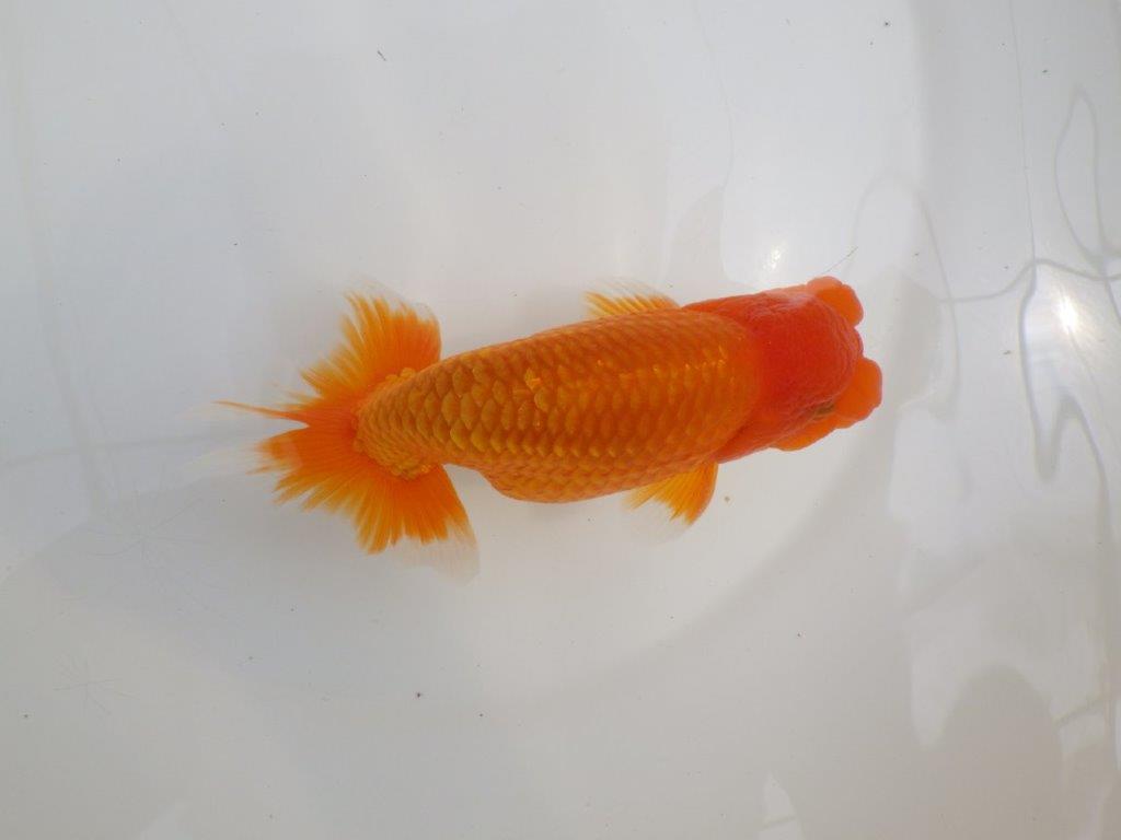 【全国大会西大関獲得ブリーダー 】親まで育て上げたい二歳らんちゅう約15㎝オス