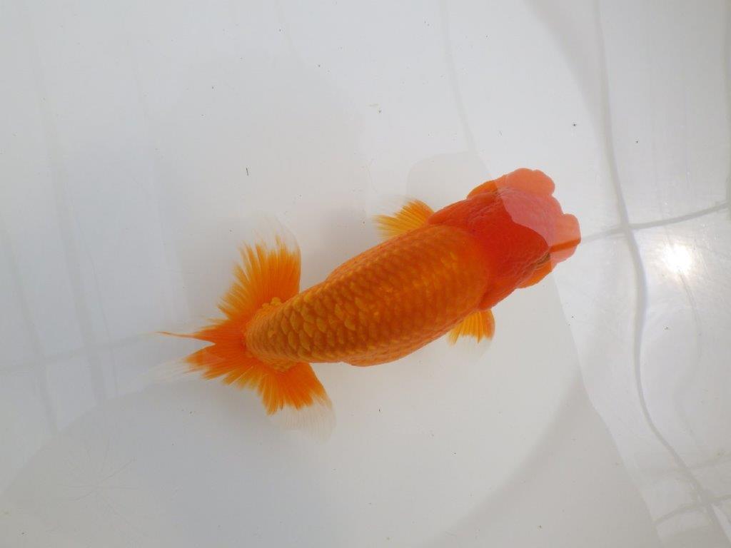 【全国大会西大関獲得ブリーダー 】親まで育て上げたい二歳らんちゅう約15㎝オス