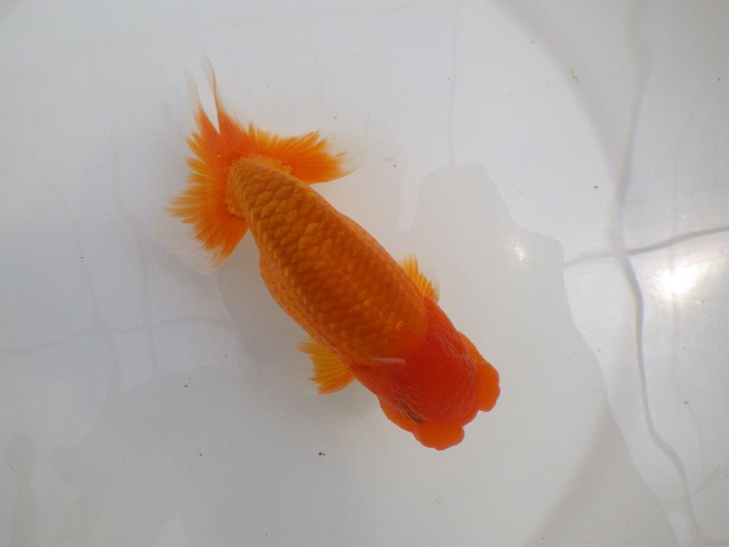 【全国大会西大関獲得ブリーダー 】親まで育て上げたい二歳らんちゅう約15㎝オス