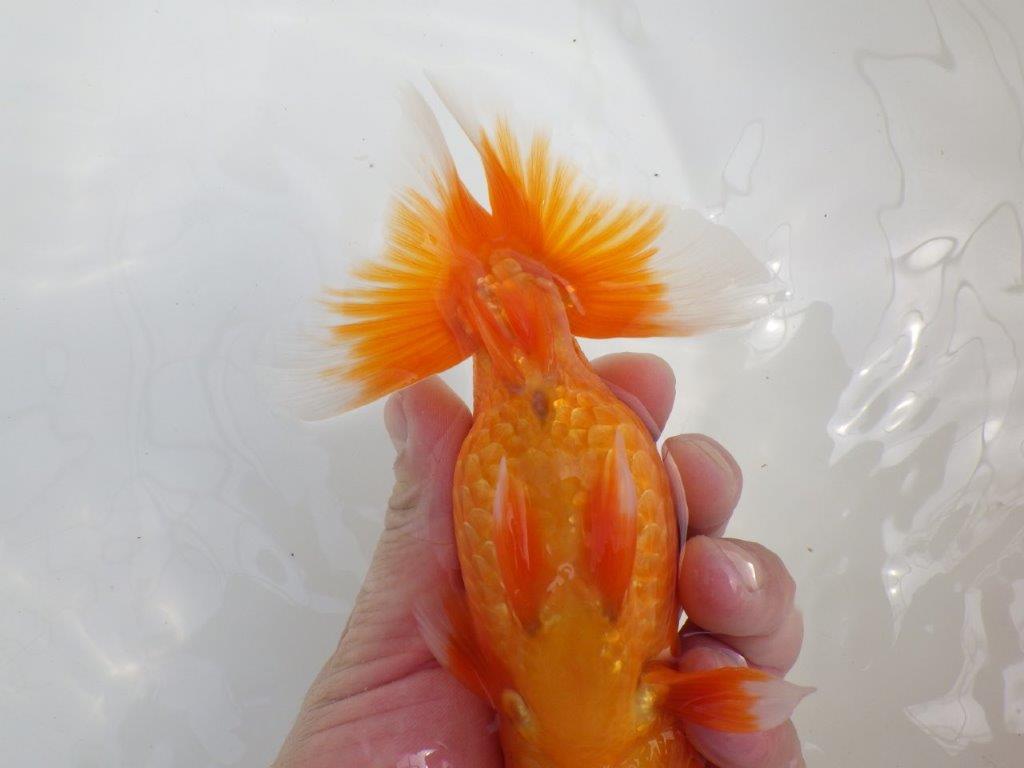 【全国大会西大関獲得ブリーダー 】親まで育て上げたい二歳らんちゅう約15㎝オス