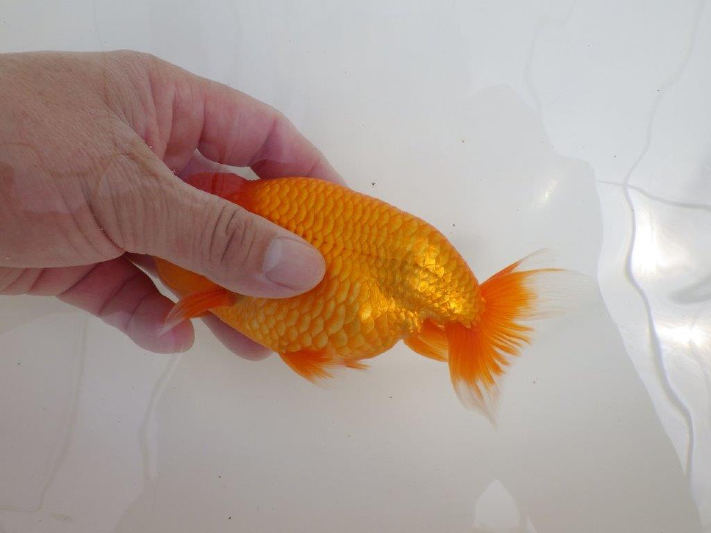 【全国大会西大関獲得ブリーダー 】親まで育て上げたい二歳らんちゅう約15㎝オス
