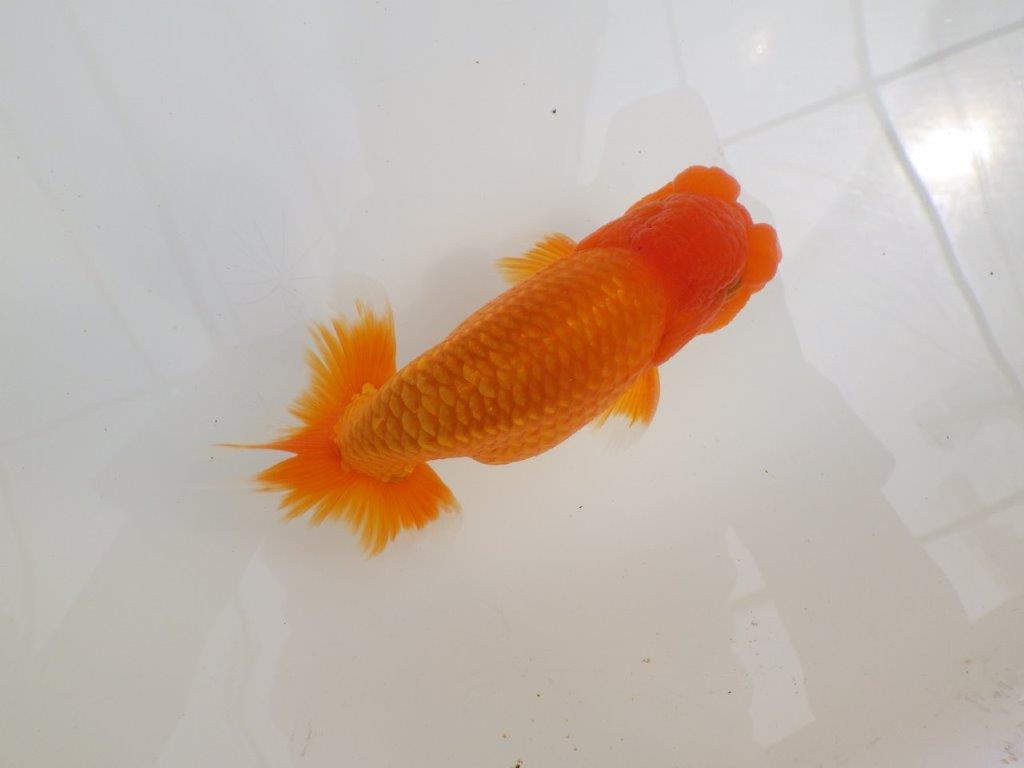 【全国大会西大関獲得ブリーダー 】親まで育て上げたい二歳らんちゅう約15㎝オス