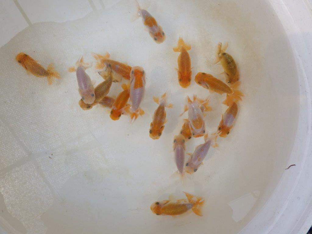 【らんちゅう飼育に挑戦セット】色変わりを終えて魚が丈夫な5尾セット約5~6㎝