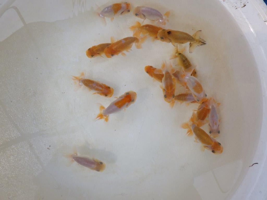 【らんちゅう飼育に挑戦セット】色変わりを終えて魚が丈夫な5尾セット約5~6㎝