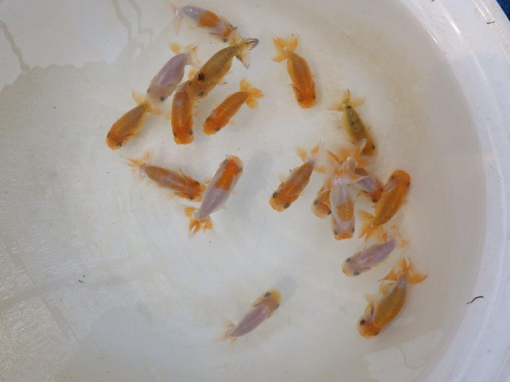 【らんちゅう飼育に挑戦セット】色変わりを終えて魚が丈夫な5尾セット約5~6㎝