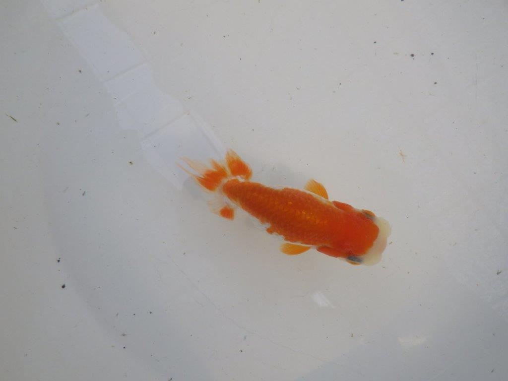 背、腰の綺麗な更紗　明け二歳魚　 　約11,5ｃｍ　メス【管理魚】の上身