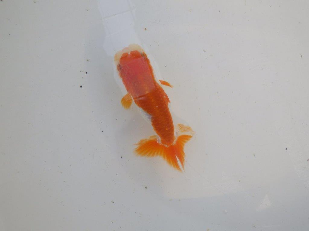 頭、尾型の良い更紗らんちゅう　明け二歳魚　 　約11ｃｍ　オス【管理魚】の上身