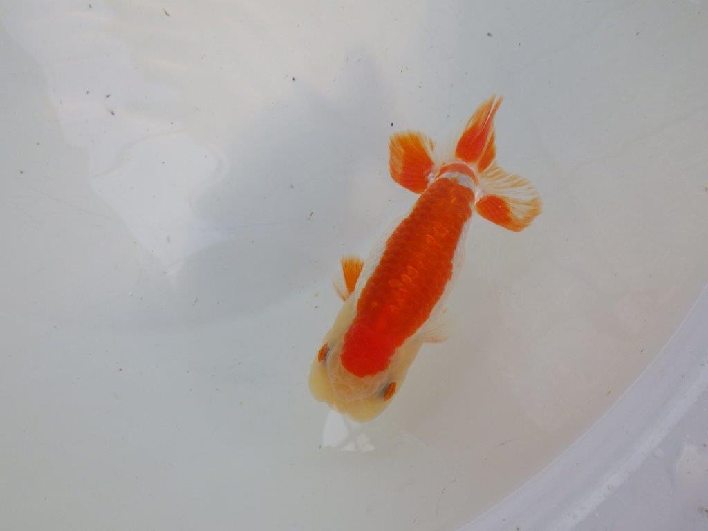 背腰のラインも綺麗、尾型の良い更紗らんちゅう　明け二歳魚　 　約13ｃｍ　オス【管理魚】の上身
