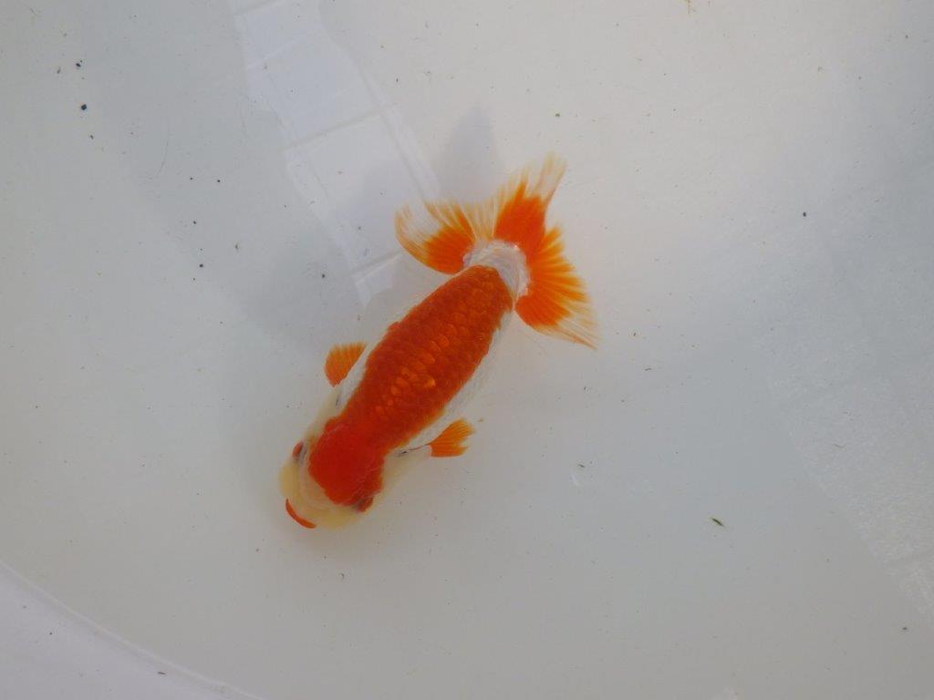 口紅付きの可愛い柄の更紗らんちゅう　明け二歳魚　 　約13ｃｍ　オス【管理魚】の上身