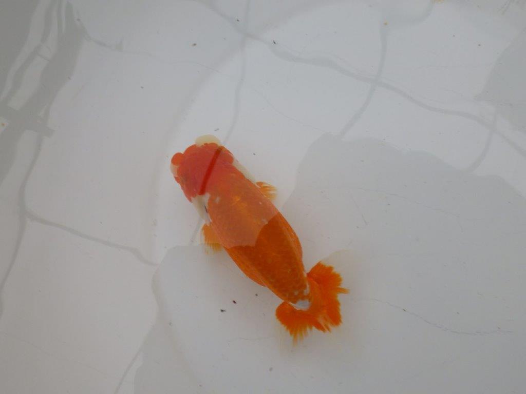 【三重　実力派ブリーダーN様】背,腰も綺麗で飼い込みお勧め　明け二歳らんちゅう　約14㎝　オス ？の上身