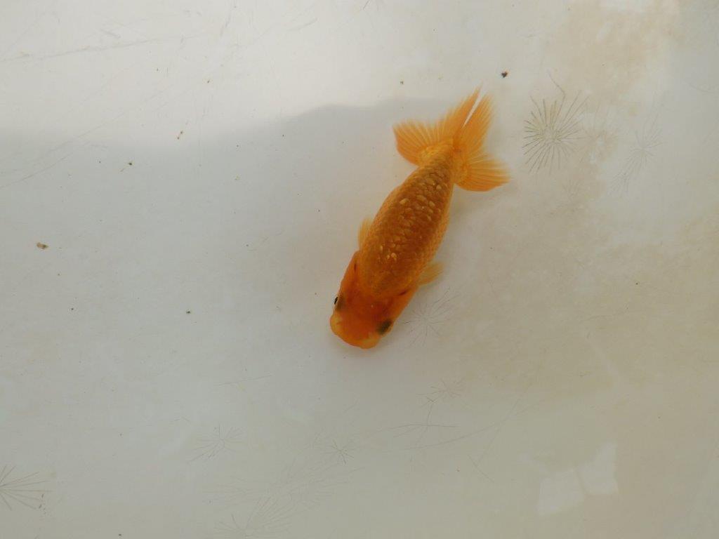 【愛知M 様】当歳らんちゅう A 約6,5~7㎝