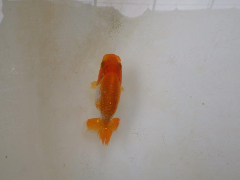 【愛知M 様】当歳らんちゅう L 約7~7,5㎝の上身