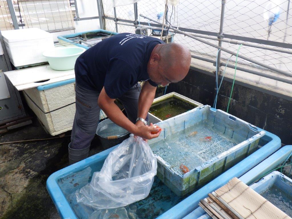 なおちん金魚氏】背腰の綺麗な横見お勧め二歳らんちゅう約13㎝オス